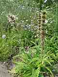 Morina longifolia