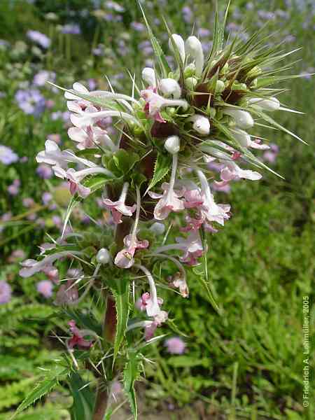 Morina longifolia