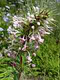 Morina longifolia