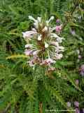 Morina longifolia