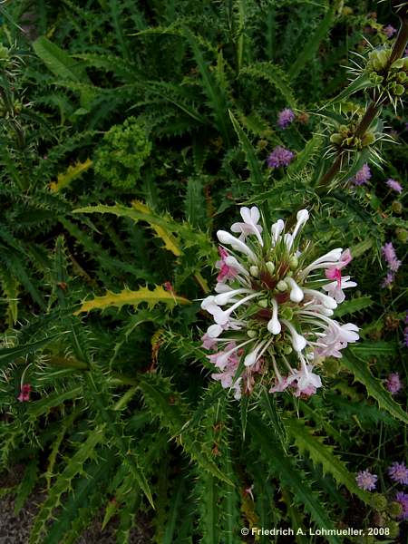 Morina longifolia