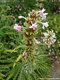 Morina longifolia