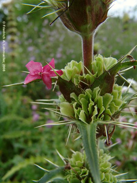 Morina longifolia