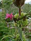 Morina longifolia