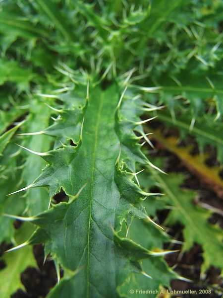 Morina longifolia