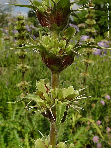 Morina longifolia