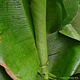 Musa acuminata