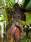 Musa acuminata