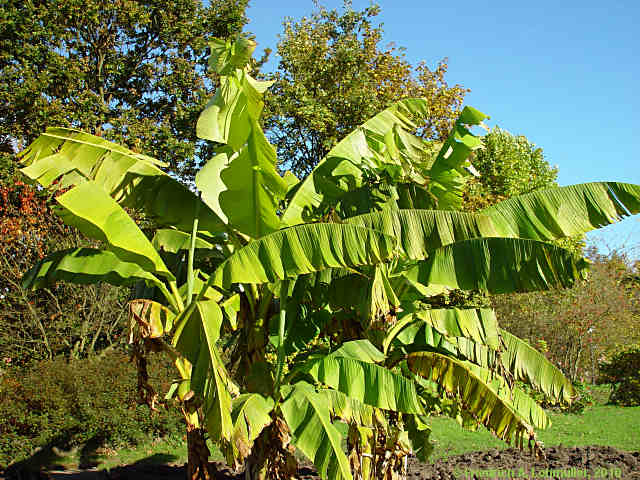 Musa basjoo