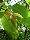 Musa species