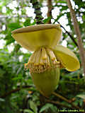 Musa species