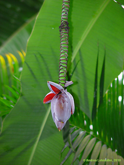 Musa textilis