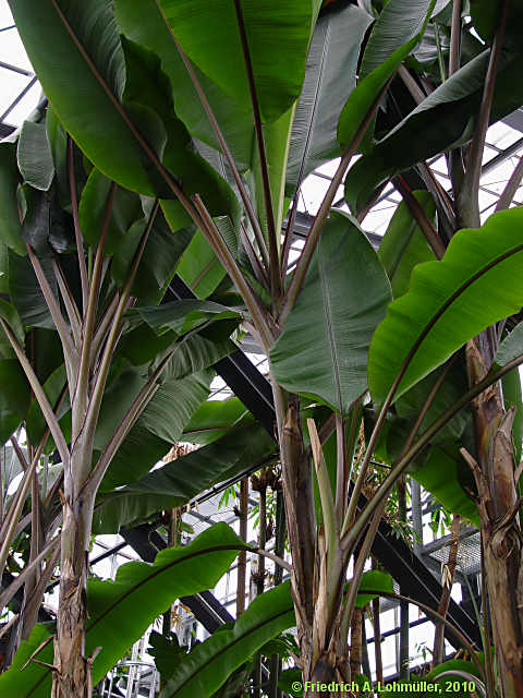 Musa textilis
