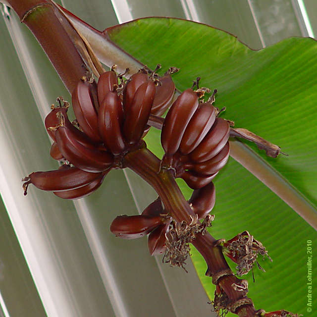 Musa textilis
