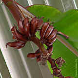 Musa textilis