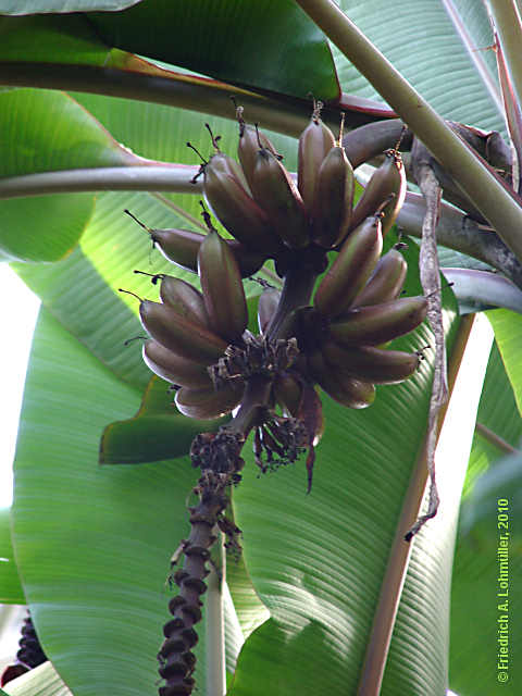Musa textilis