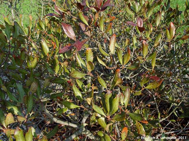 Morella pensylvanica, Myrica pensylvanica