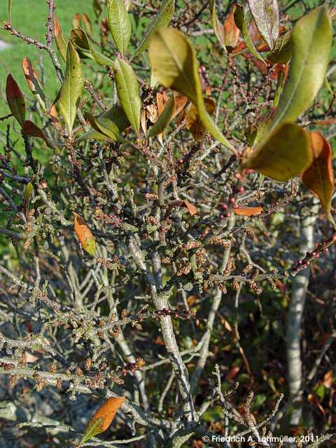 Morella pensylvanica, Myrica pensylvanica