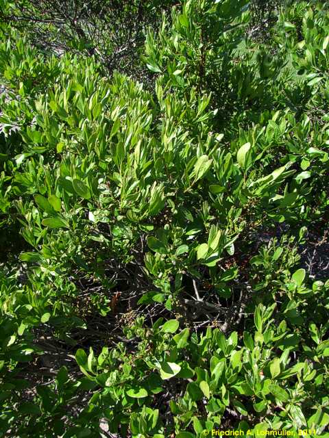 Morella pensylvanica, Myrica pensylvanica