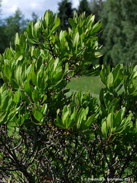 Morella pensylvanica, Myrica pensylvanica