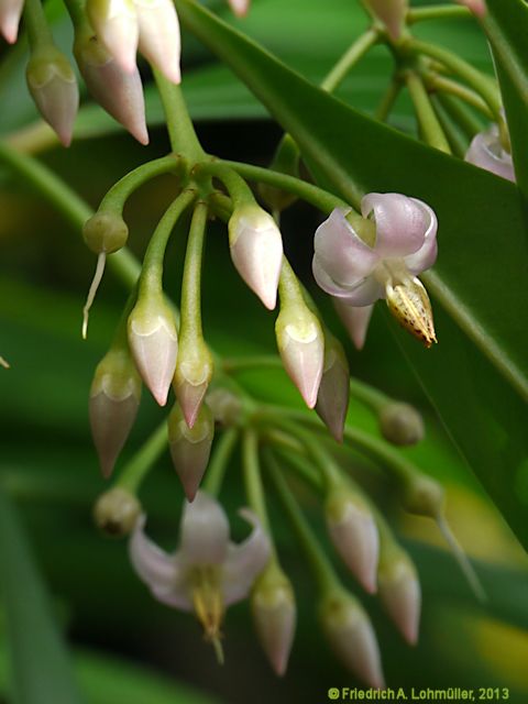 Ardisia humilis