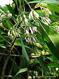 Ardisia humilis