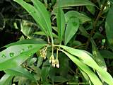 Ardisia humilis