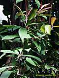 Ardisia humilis