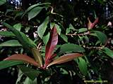 Ardisia humilis