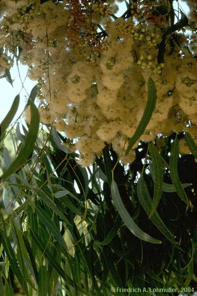 Eucalyptus species