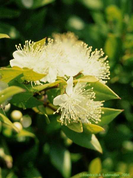 Myrtus communis