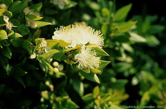 Myrtus communis