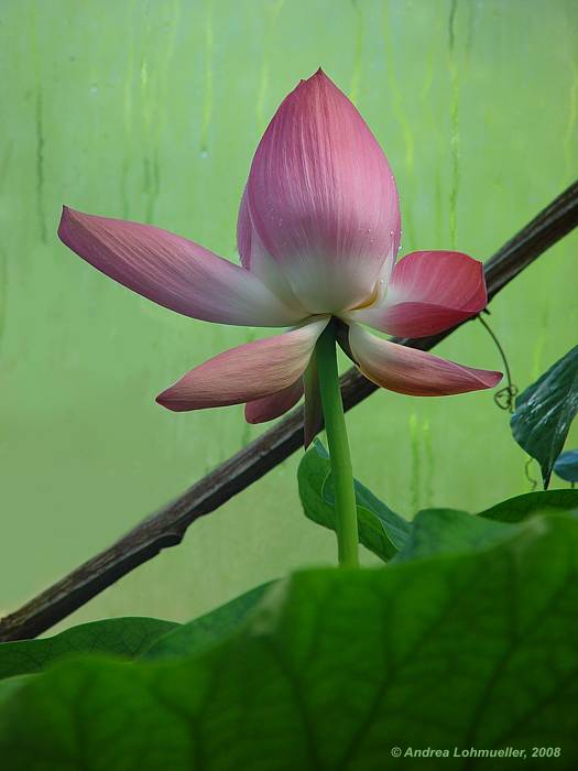 Nelumbo nucifera