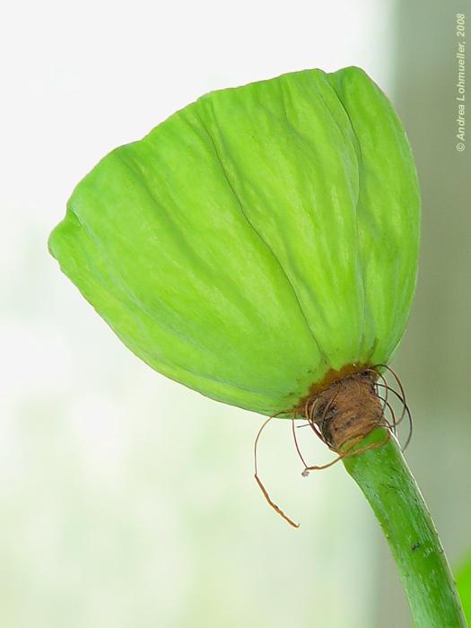 Nelumbo nucifera