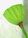 Nelumbo nucifera