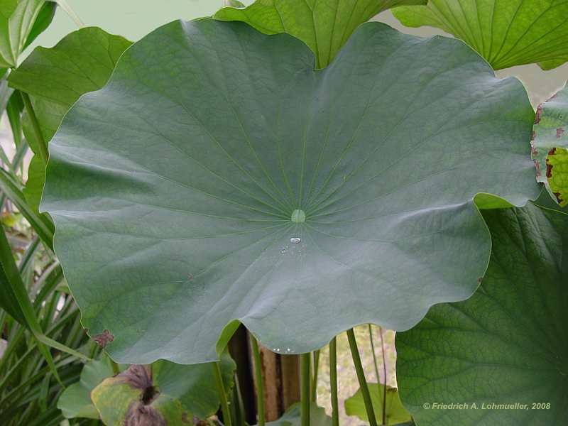 Nelumbo nucifera