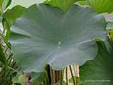 Nelumbo nucifera