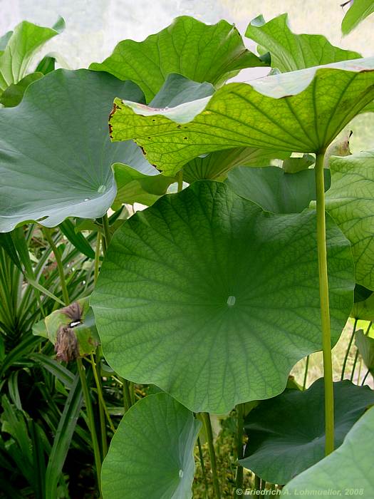 Nelumbo nucifera