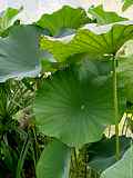 Nelumbo nucifera