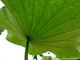 Nelumbo nucifera