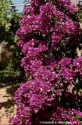 Bougainvillea