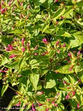 Mirabilis jalapa