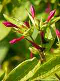 Mirabilis jalapa