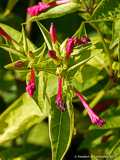 Mirabilis jalapa