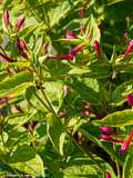 Mirabilis jalapa