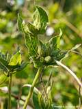 Mirabilis longiflora