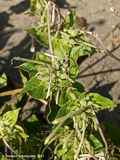 Mirabilis longiflora