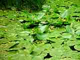 Nuphar lutea