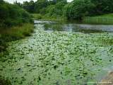 Nuphar lutea