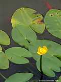 Nuphar lutea